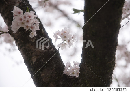 満開の桜イメージ2 満開の桜イメージ2 126565373
