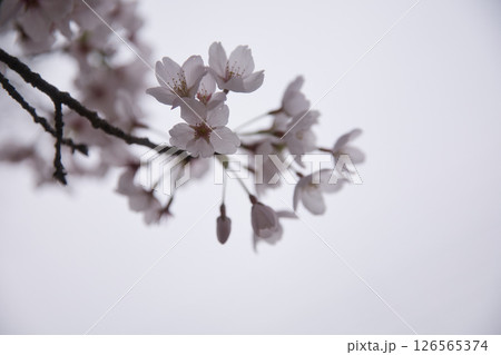 満開の桜イメージ1 126565374