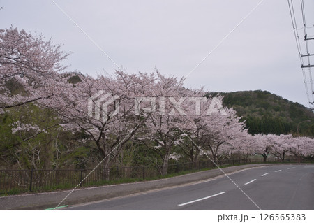 京都 鞍馬街道の桜並木1 京都 鞍馬街道の桜並木1 126565383