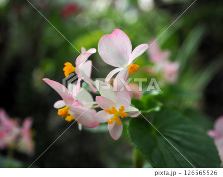 中国・上海辰山植物園・白いランの花 中国・上海辰山植物園・白いランの花 126565526