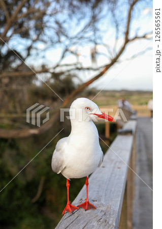 The BIG seagull on wood walkway in nature garden The BIG seagull on wood walkway in nature garden 126565561