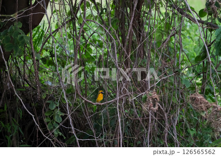 The yellow bird on Build nest from dry stick hay in nature 126565562