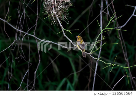 The yellow bird on Build nest from dry stick hay in nature 126565564