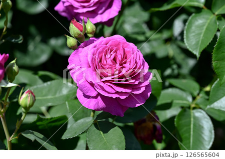 バラの花 126565604