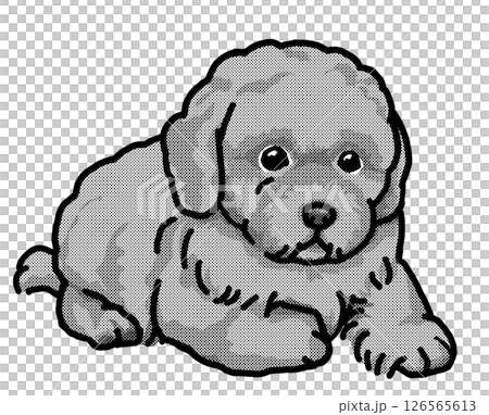 玩具貴賓犬，小狗，透明背景，狗插圖，簡單 126565613