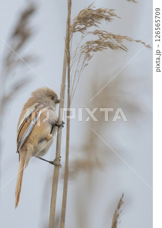 A Female Bearded Tit species Panurus biarmicus. A Female Bearded Tit species Panurus biarmicus. 126565709