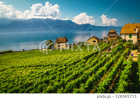 Grape rows on the Geneva lake shore, Chexbres village, Switzerland 126565713