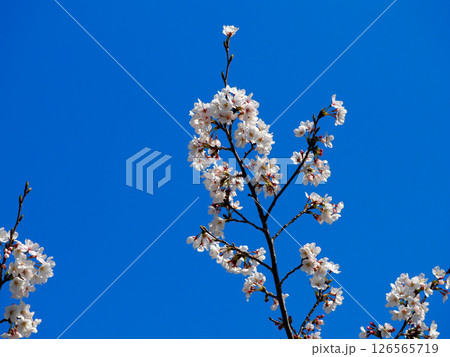 満開の桜 126565719