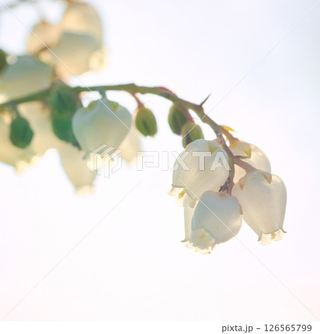 アセビの花 126565799