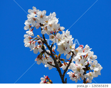 満開の桜 満開の桜 126565839