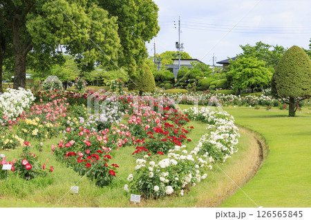 RSKバラ園 126565845