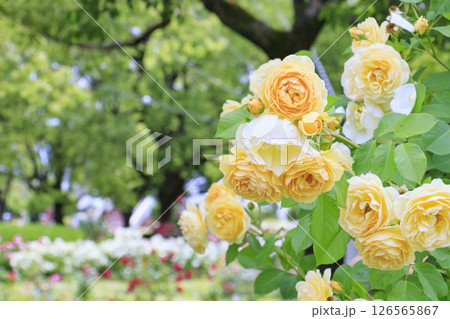 RSKバラ園 126565867