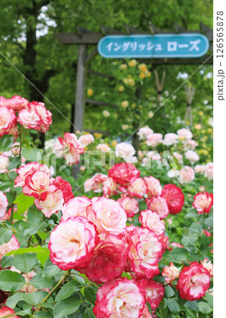 RSKバラ園 126565878