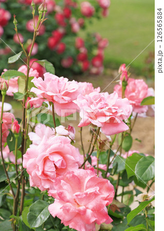 RSKバラ園 RSKバラ園 126565884