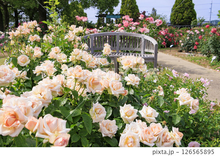 RSKバラ園 126565895