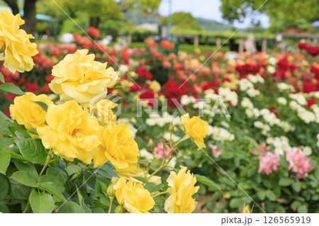 RSKバラ園 126565919