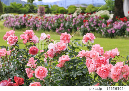 RSKバラ園 RSKバラ園 126565924