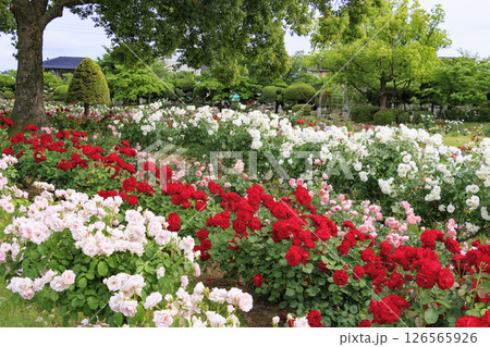 RSKバラ園 RSKバラ園 126565926