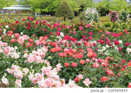 RSKバラ園 126565935