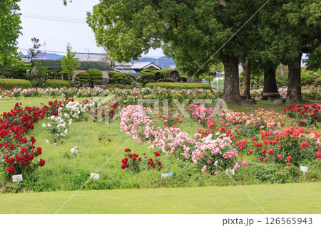 RSKバラ園 RSKバラ園 126565943