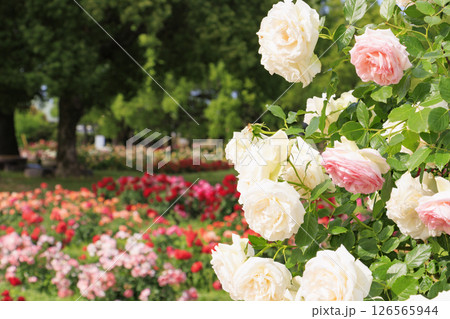 RSKバラ園 126565944