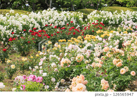 RSKバラ園 RSKバラ園 126565947