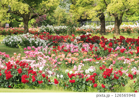 RSKバラ園 RSKバラ園 126565948