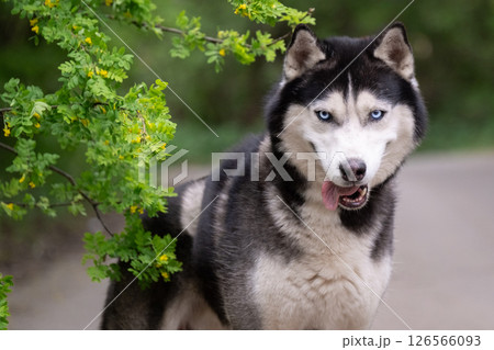 A beautiful blue-eyed dog next to a blooming acacia. Siberian Husky A beautiful blue-eyed dog next to a blooming acacia. Siberian Husky 126566093