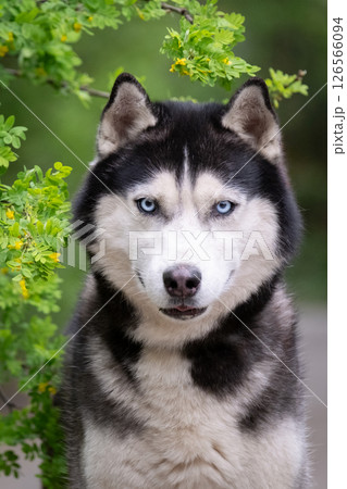 A beautiful blue-eyed dog next to a blooming acacia. Siberian Husky 126566094