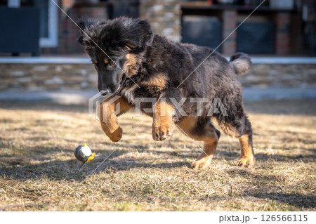 A cheerful Hovawart puppy runs and plays. The dog is having fun 126566115