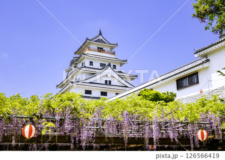 藤の花が見頃を迎えた美しい唐津城（佐賀県唐津市） 126566419