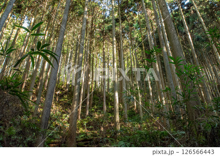 金剛山 杉林に差し込む冬の斜光と森林浴イメージ 126566443