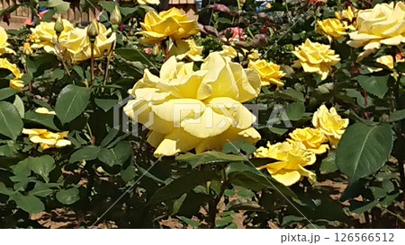 黄色の薔薇 126566512