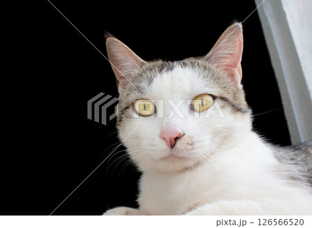 A domestic cat lies beautifully on a windowsill A domestic cat lies beautifully on a windowsill 126566520