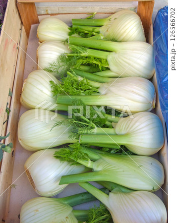 Fennel Vegetables in Crate 126566702