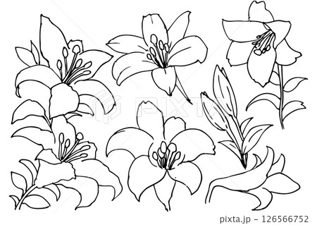 シンプルなゆりの花のイラスト素材　ベクター 126566752