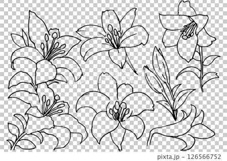 シンプルなゆりの花のイラスト素材　ベクター 126566752