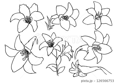 シンプルなゆりの花のイラスト素材 ベクター シンプルなゆりの花のイラスト素材 ベクター 126566753