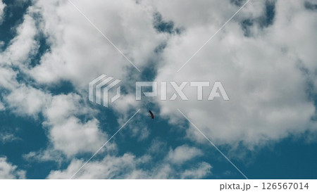 Single bird flying in the sky 126567014