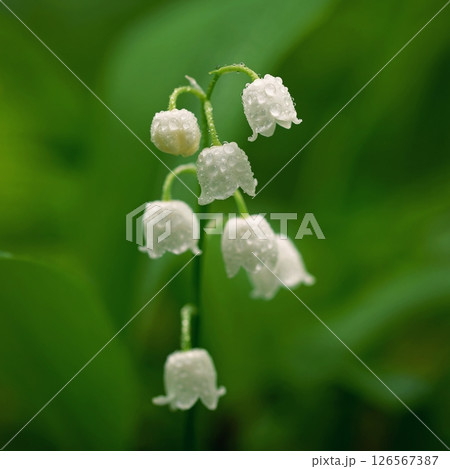 Lily of the valley (Convallaria majalis) 126567387