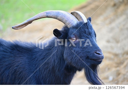 Beautiful goats on the farm. Concept for animals and agriculture. 126567394