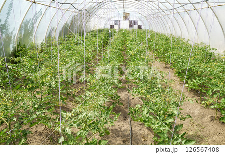 Vegetables in an organic greenhouse plantation, selective focus. 126567408