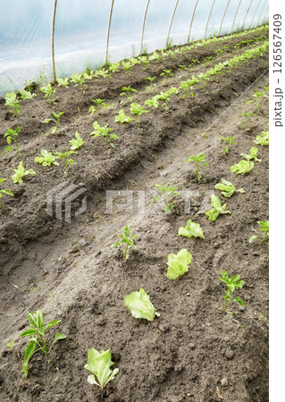 Vegetables in an organic greenhouse plantation. 126567409