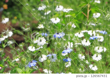 ブルーと白のニゲラの花   ブルーと白のニゲラの花   126567431