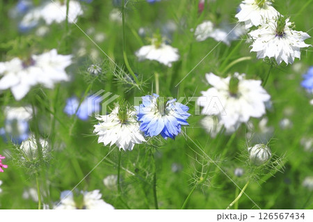 ブルーと白のニゲラの花 ブルーと白のニゲラの花 126567434