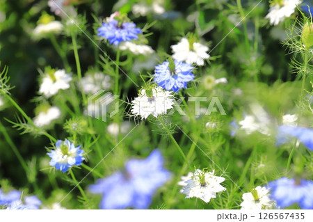 ブルーと白のニゲラの花   ブルーと白のニゲラの花   126567435