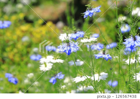 ブルーと白のニゲラの花   ブルーと白のニゲラの花   126567438