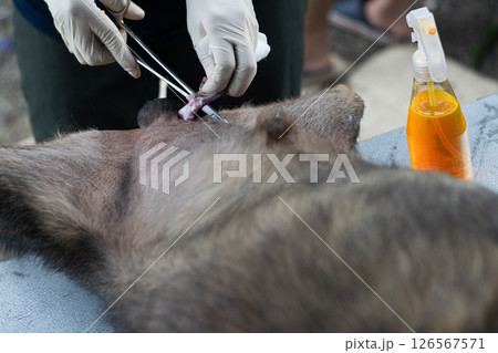 A veterinarian is performing surgery on a male dog. A veterinarian is performing surgery on a male dog. 126567571