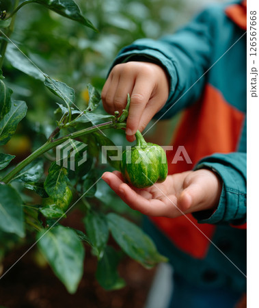 Child gently touching green bell pepper growing on plant in garden 126567668