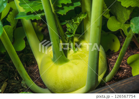 Fresh and Healthy Kohlrabi Growing in an Organic Garden Full of Diversity and Nutrition Fresh and Healthy Kohlrabi Growing in an Organic Garden Full of Diversity and Nutrition 126567754